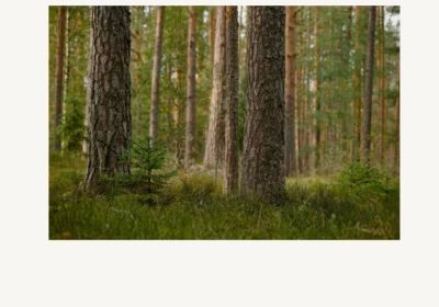 Skogsägarens ABC i Malax