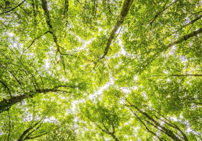 Kvinnliga nätverket Skogsgläntan – Lokala träffar i Solf och Hirvlax