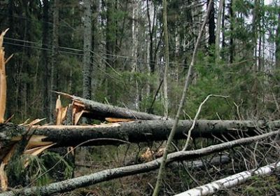 Avverkning i stormfälld skog - Kristinestad