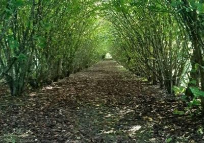 Agroforestry studieresa 2-3 oktober 2026