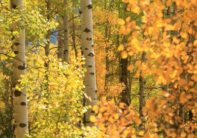 Kurs i röjning i Karleby (8 h)