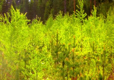 Kurs i Röjning (9 h)