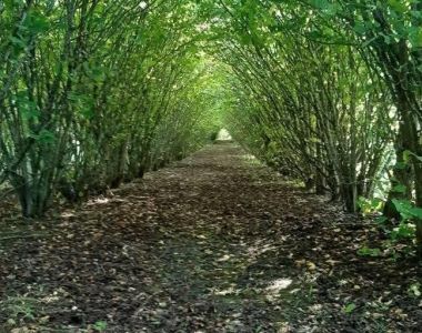 Agroforestry studieresa 2-3 oktober 2026