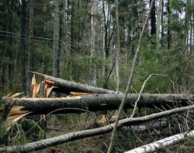 Avverkning i stormf&auml;lld skog - Peders&ouml;re