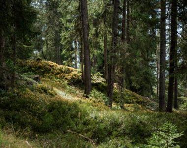 Kvinnliga nätverket Skogsgläntan - Skogens återhämtande effekt - fördelarna med att jobba utomhus